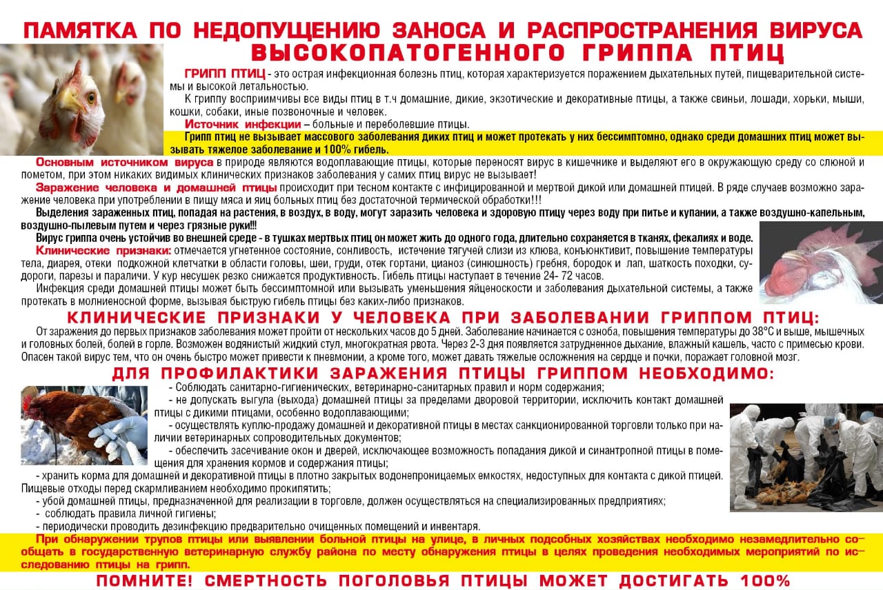 Высокопатогенный грипп птиц!.
