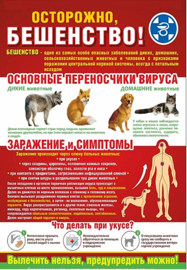 Бешенство - смертельная опасность!.