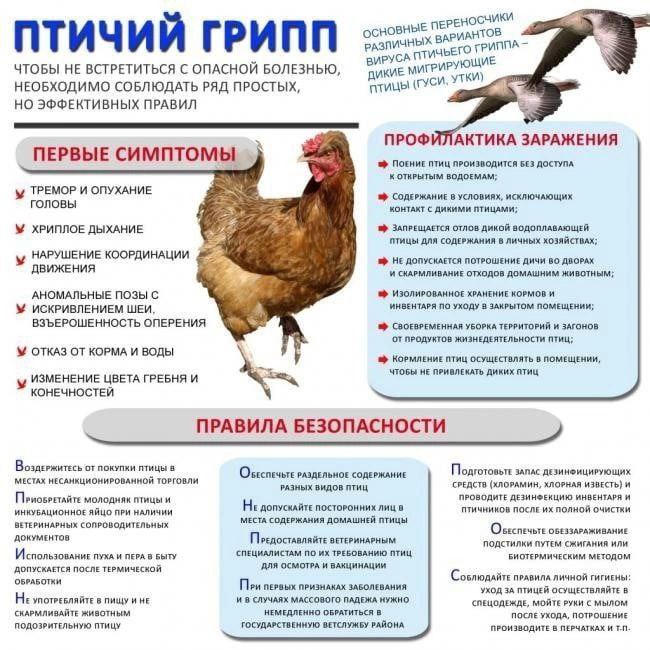 информация для граждан по птичьему гриппу.