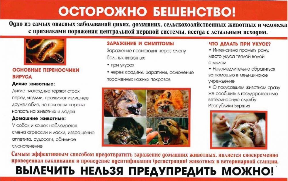 Бешенство – острое инфекционное вирусное особо опасное заболевание животных и человека..