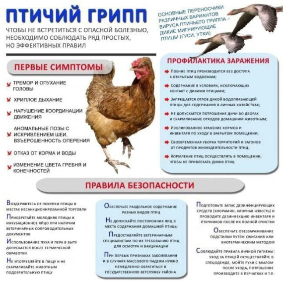 информация для граждан по птичьему гриппу. информация для граждан по птичьему гриппу.