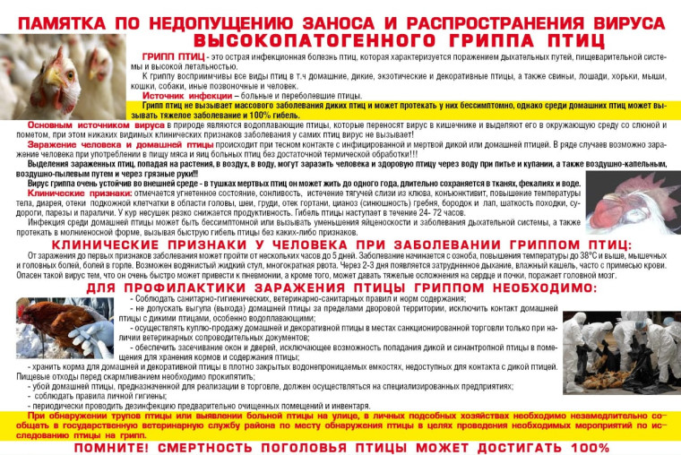 Высокопатогенный грипп птиц!. Высокопатогенный грипп птиц!.